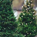 Christmas trees for offices